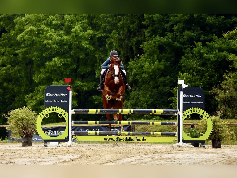 Westfaliano Giumenta 5 Anni 170 cm Sauro in K&#xFC;rten