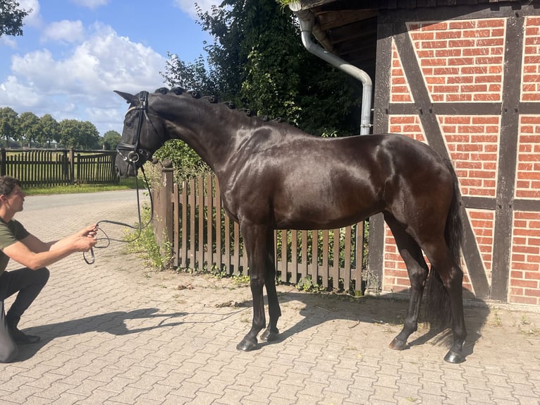 Westfaliano Giumenta 5 Anni 171 cm Morello in Telgte