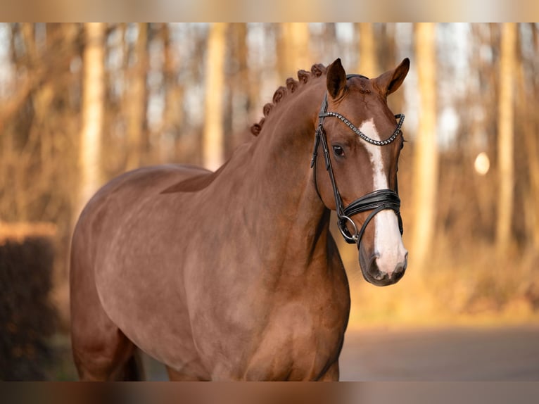 Westfaliano Giumenta 5 Anni 171 cm Sauro in Wehringen