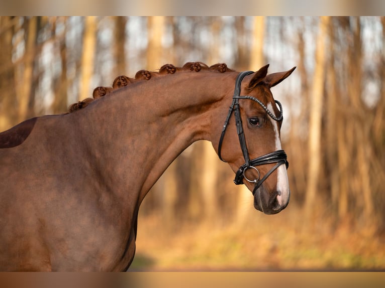 Westfaliano Giumenta 5 Anni 171 cm Sauro in Wehringen