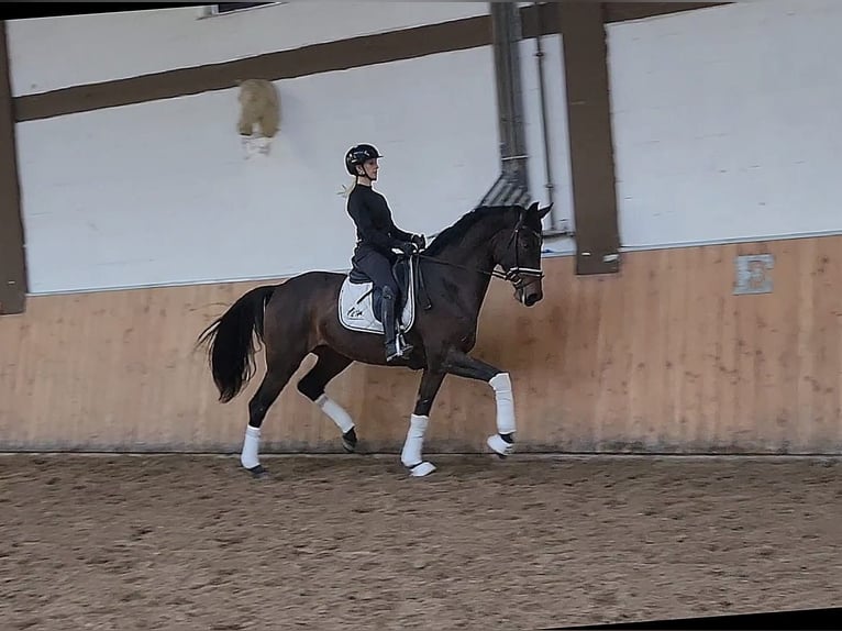 Westfaliano Giumenta 5 Anni 172 cm Baio scuro in Röttingen