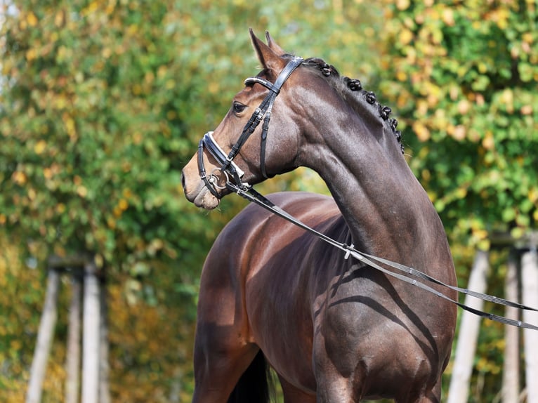Westfaliano Giumenta 5 Anni 172 cm Baio scuro in Loewenberger Land, 30 min von Berlin