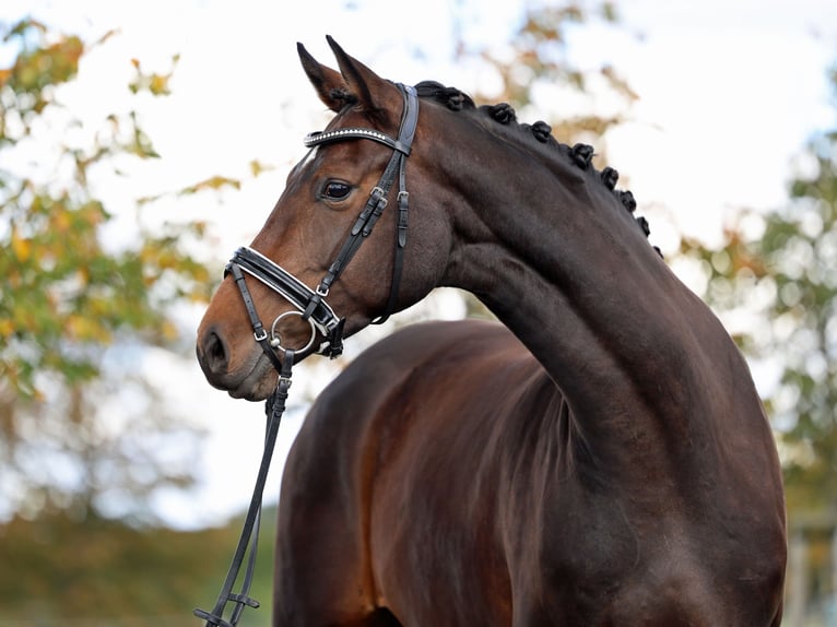 Westfaliano Giumenta 5 Anni 172 cm Baio scuro in Loewenberger Land, 30 min von Berlin