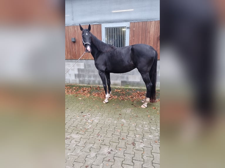 Westfaliano Giumenta 5 Anni 172 cm Morello in Moorweg