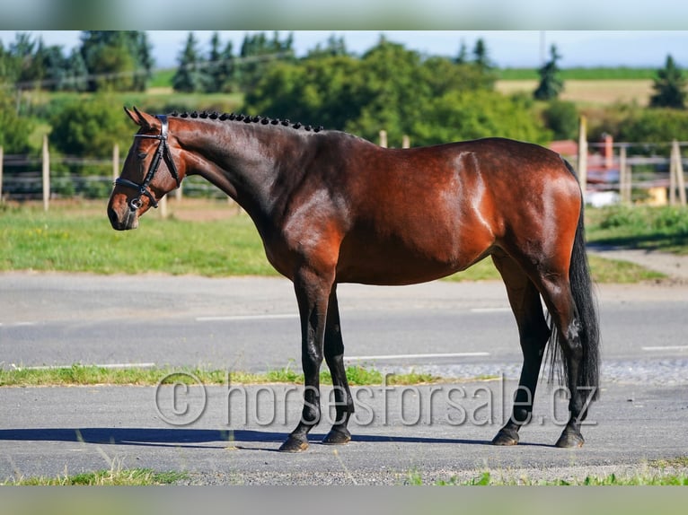 Westfaliano Giumenta 5 Anni 173 cm Baio in Kolin