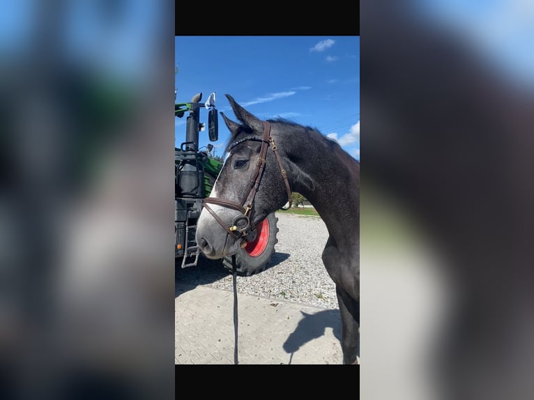 Westfaliano Giumenta 5 Anni 173 cm Grigio in Starnberg