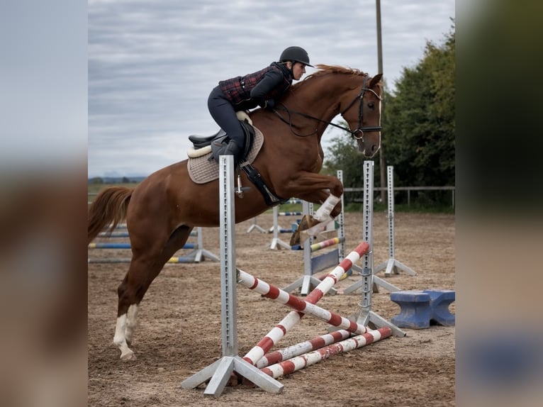 Westfaliano Giumenta 5 Anni 173 cm Sauro in Kaufbeuren