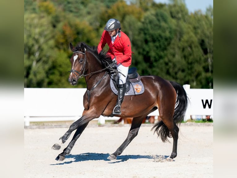 Westfaliano Giumenta 5 Anni 174 cm Baio in Wysin