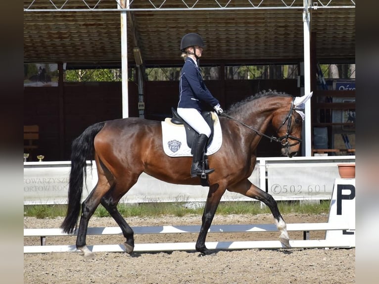 Westfaliano Giumenta 5 Anni 174 cm Baio in Wysin