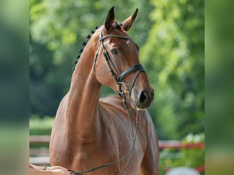 Westfaliano Giumenta 5 Anni 174 cm Baio in Münster