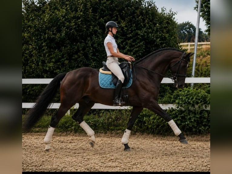 Westfaliano Giumenta 5 Anni 174 cm Baio scuro in Pulheim