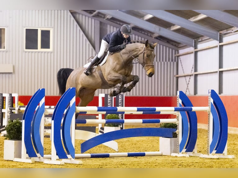 Westfaliano Giumenta 5 Anni 174 cm  in Waddinxveen