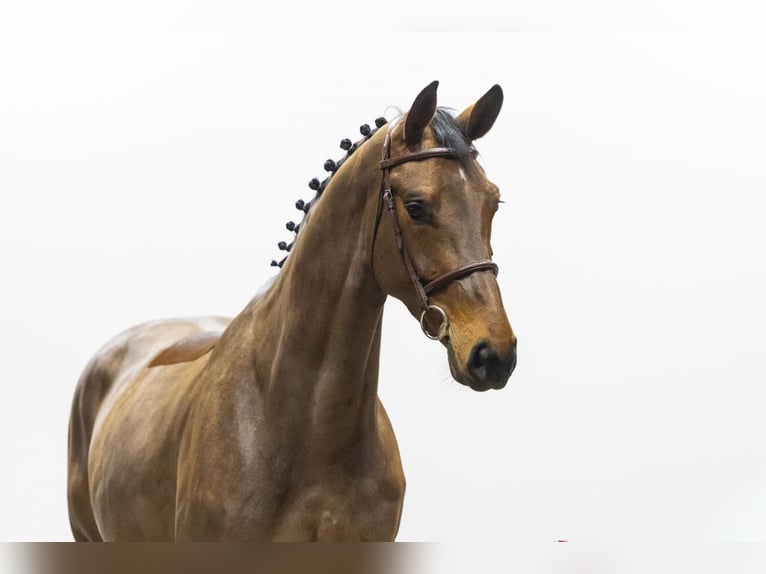 Westfaliano Giumenta 5 Anni 174 cm  in Waddinxveen