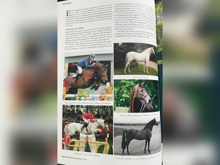 Westfaliano Giumenta 5 Anni 175 cm Grigio in Delbr&#xFC;ck