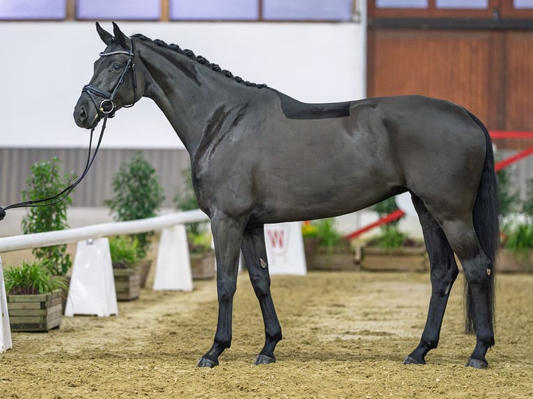 Westfaliano Giumenta 5 Anni Baio nero in Münster-Handorf