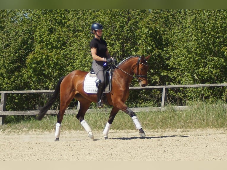 Westfaliano Giumenta 6 Anni 155 cm Baio in Iserlohn