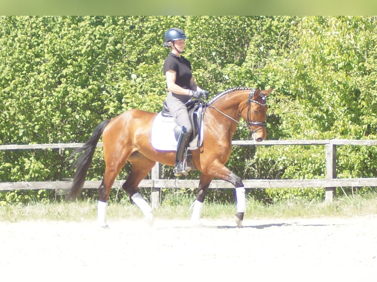 Westfaliano Giumenta 6 Anni 155 cm Baio in Iserlohn