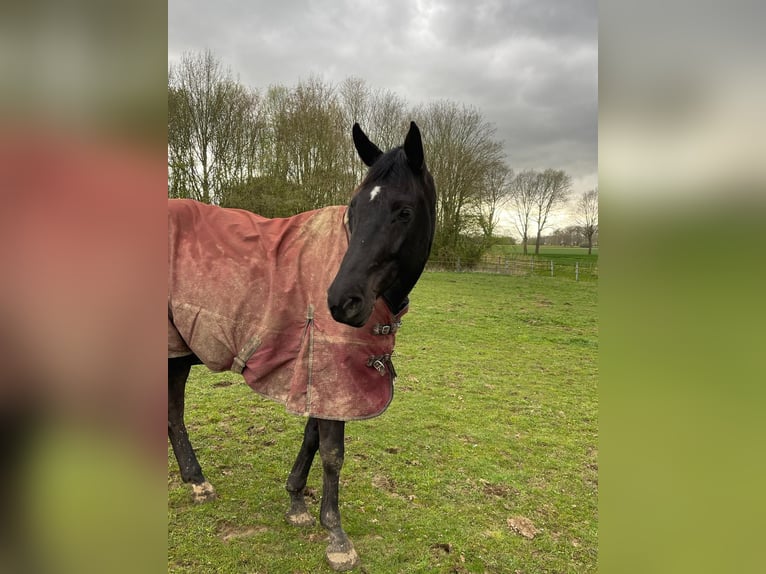 Westfaliano Giumenta 6 Anni 160 cm Morello in Welver