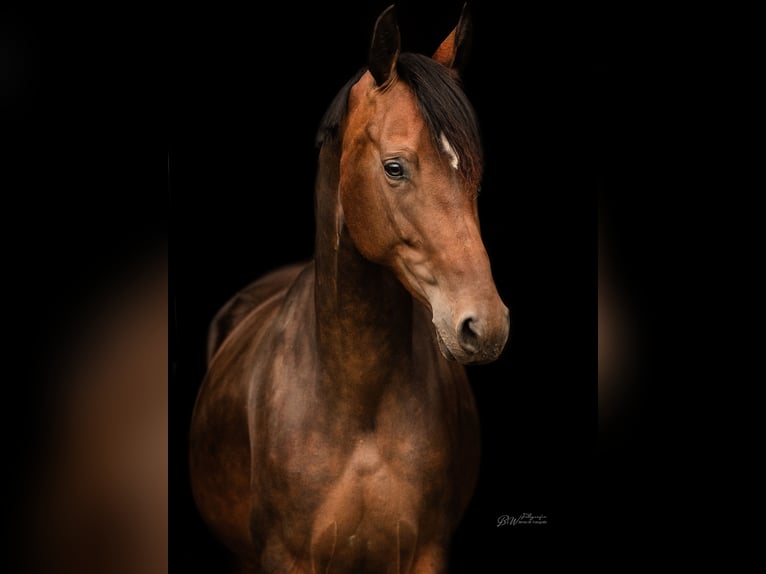 Westfaliano Giumenta 6 Anni 162 cm Baio in Bad Pyrmont