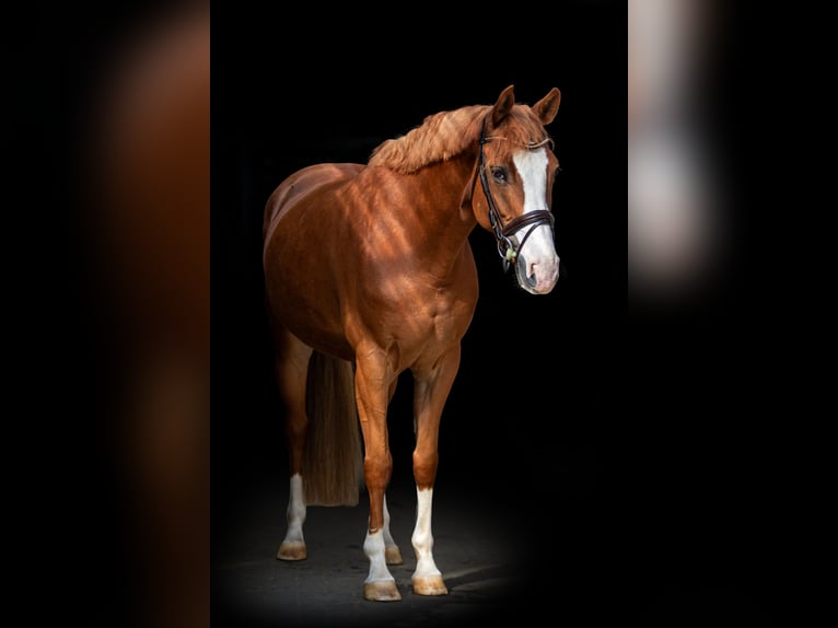 Westfaliano Giumenta 6 Anni 162 cm Sauro in Nieder-Olm