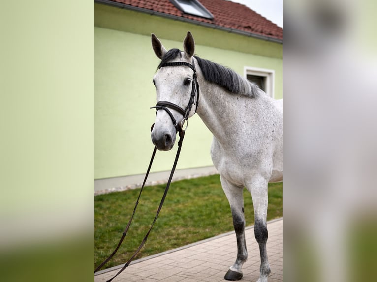 Westfaliano Giumenta 6 Anni 163 cm Grigio in Gadebusch