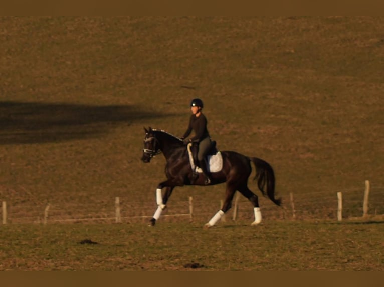 Westfaliano Giumenta 6 Anni 163 cm Morello in Iserlohn