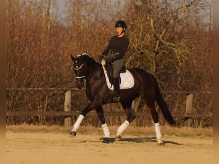 Westfaliano Giumenta 6 Anni 163 cm Morello in Iserlohn