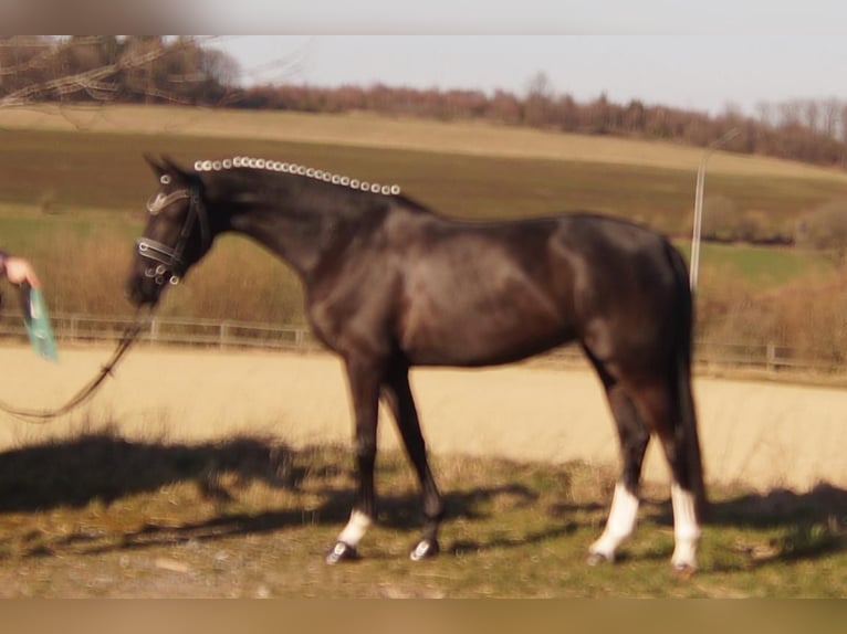 Westfaliano Giumenta 6 Anni 163 cm Morello in Iserlohn