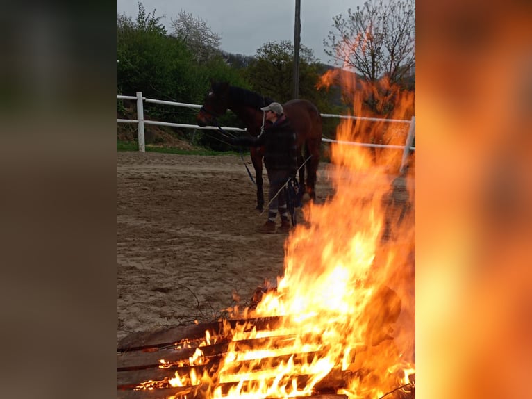 Westfaliano Giumenta 6 Anni 164 cm Baio in Gummersbach