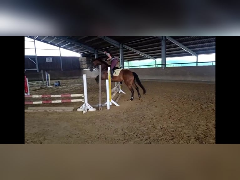 Westfaliano Giumenta 6 Anni 164 cm Baio in Gummersbach