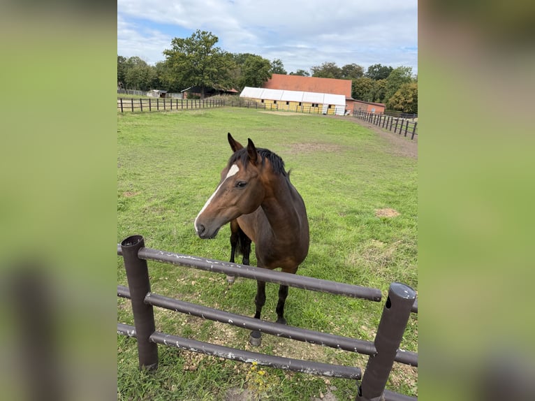 Westfaliano Giumenta 6 Anni 164 cm Baio scuro in Warendorf