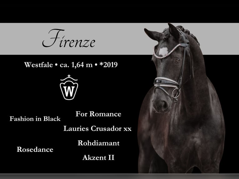 Westfaliano Giumenta 6 Anni 164 cm Morello in Wehringen
