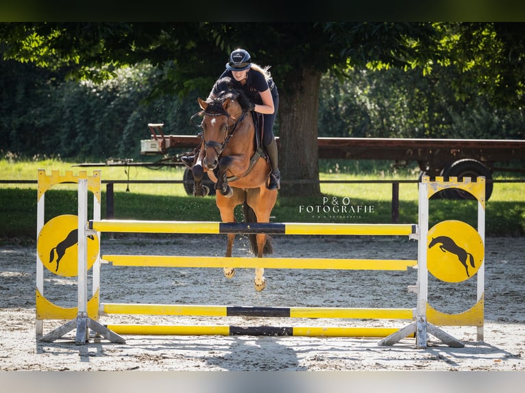 Westfaliano Giumenta 6 Anni 165 cm Baio in Recklinghausen