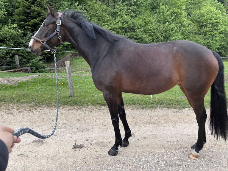 Westfaliano Giumenta 6 Anni 165 cm Baio in Langenbruck