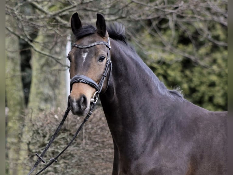Westfaliano Giumenta 6 Anni 165 cm Baio nero in Anr&#xF6;chte