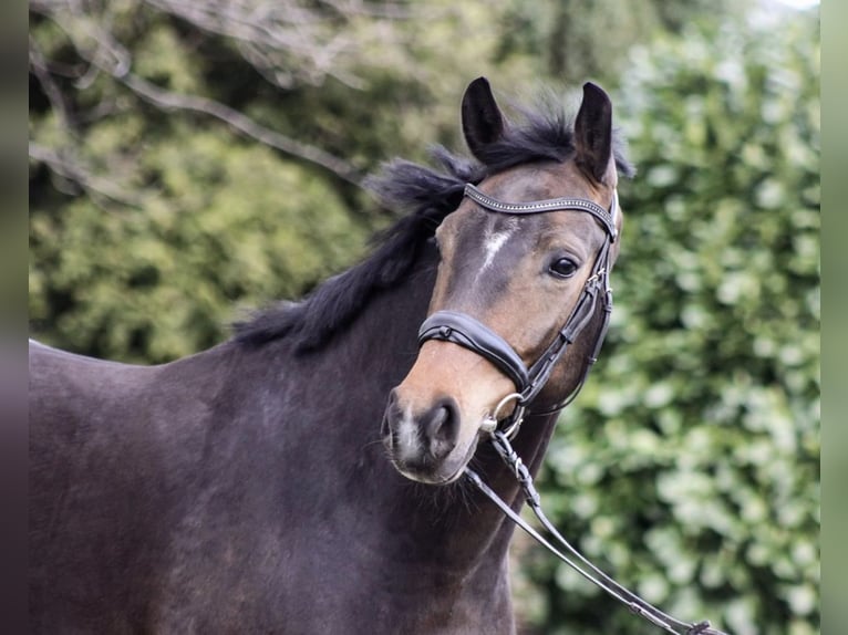 Westfaliano Giumenta 6 Anni 165 cm Baio nero in Anr&#xF6;chte