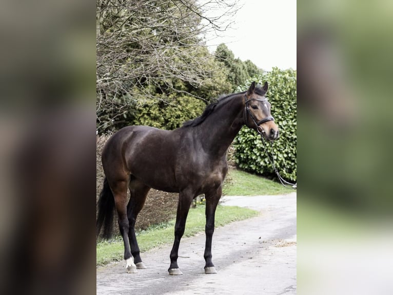 Westfaliano Giumenta 6 Anni 165 cm Baio nero in Anr&#xF6;chte
