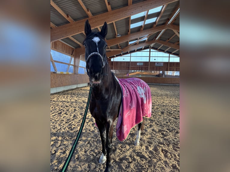 Westfaliano Giumenta 6 Anni 165 cm Baio nero in Teichwitz