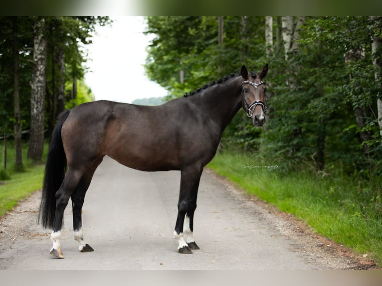 Westfaliano Giumenta 6 Anni 165 cm Baio scuro in Illertissen