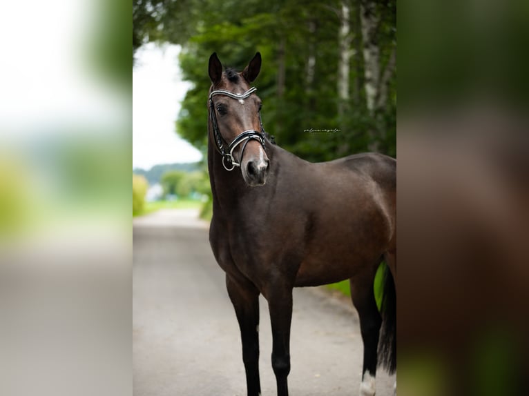 Westfaliano Giumenta 6 Anni 165 cm Baio scuro in Illertissen