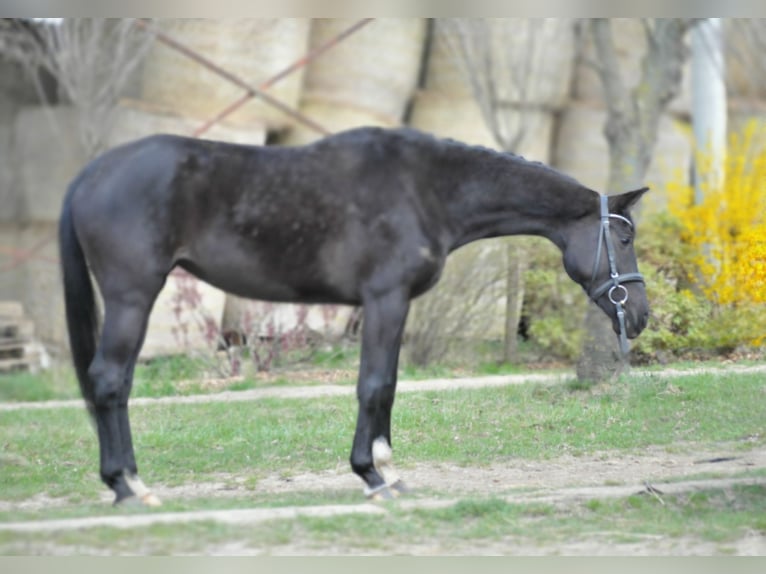 Westfaliano Giumenta 6 Anni 165 cm Morello in Schattendorf