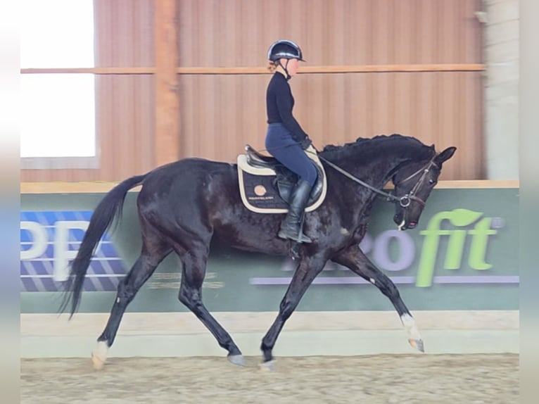 Westfaliano Giumenta 6 Anni 165 cm Morello in Schattendorf