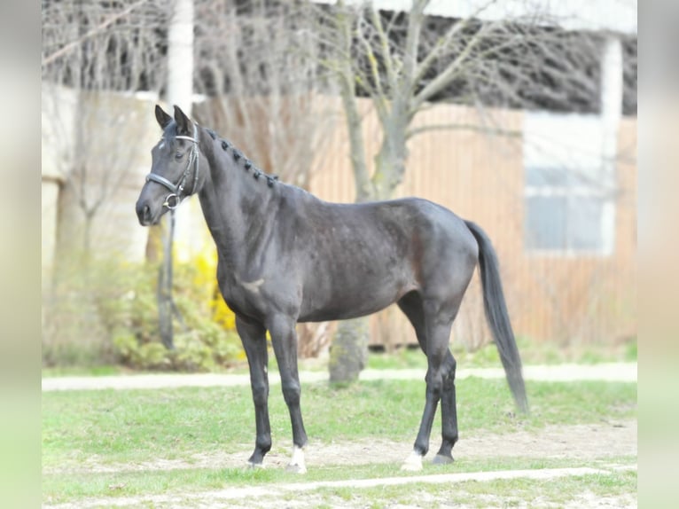 Westfaliano Giumenta 6 Anni 165 cm Morello in Schattendorf