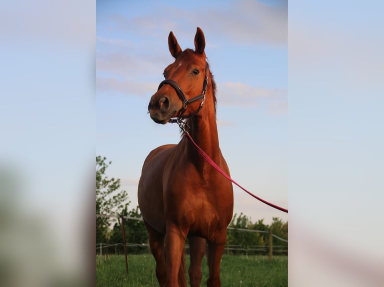 Westfaliano Mix Giumenta 6 Anni 165 cm Sauro in Rondeshagen