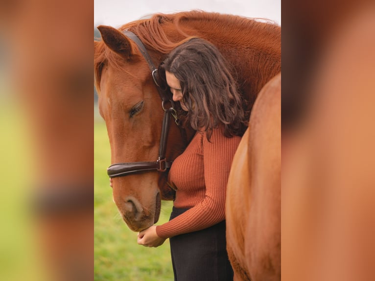 Westfaliano Mix Giumenta 6 Anni 165 cm Sauro in Rondeshagen