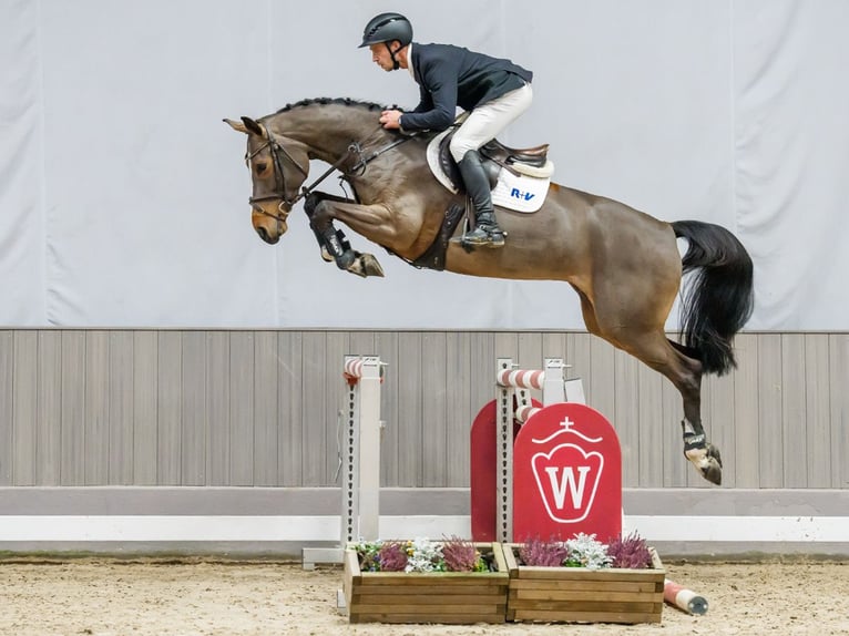 Westfaliano Giumenta 6 Anni 166 cm Baio in Münster-Handorf