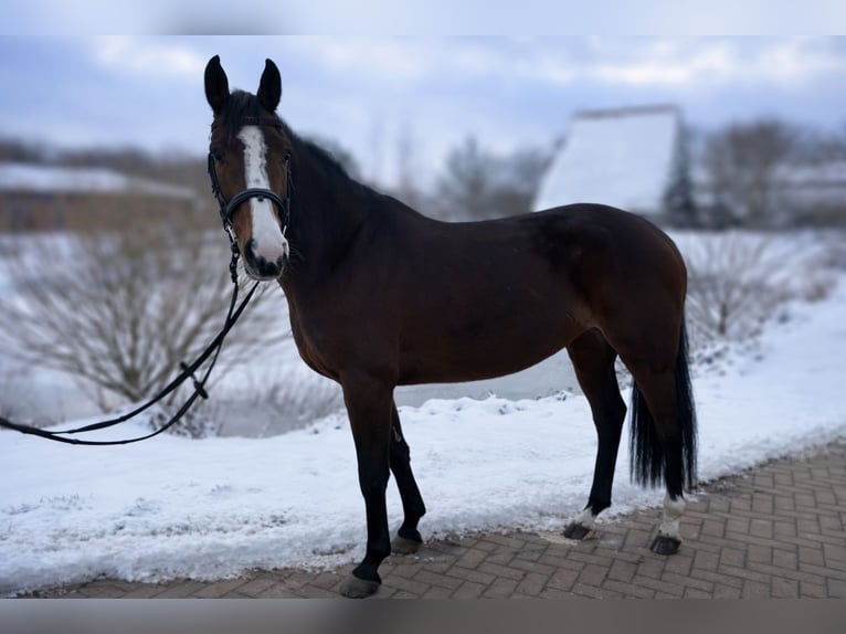 Westfaliano Giumenta 6 Anni 166 cm Baio scuro in Gadebusch