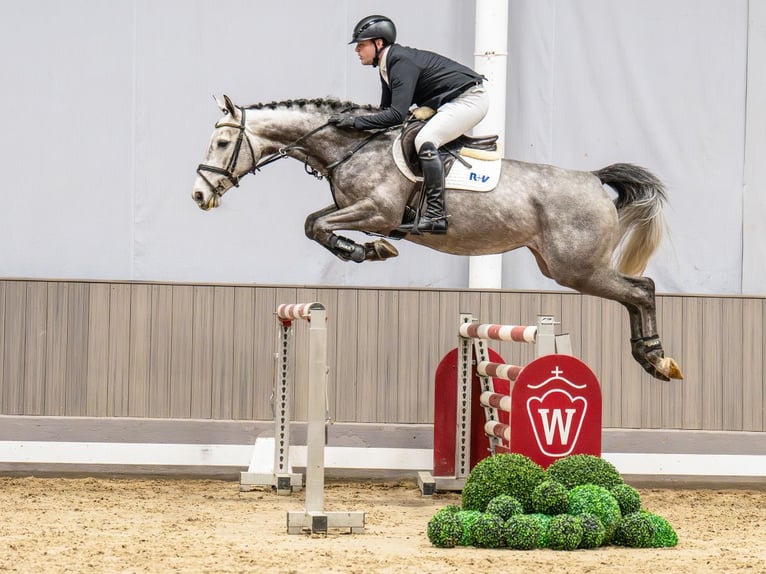 Westfaliano Giumenta 6 Anni 166 cm Grigio in Münster-Handorf