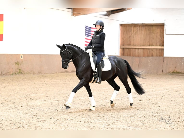 Westfaliano Giumenta 6 Anni 166 cm Morello in Kutenholz