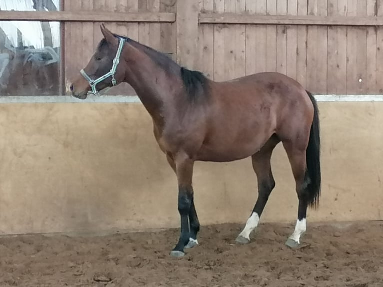Westfaliano Giumenta 6 Anni 167 cm Baio in Frankenberg